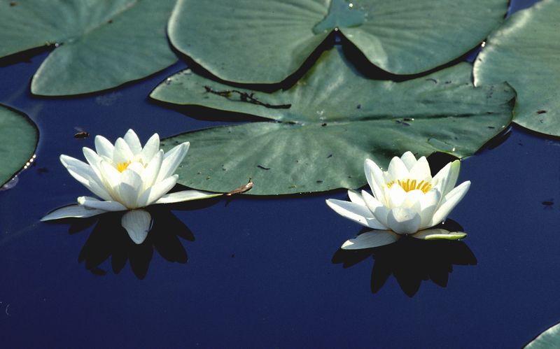 Lamineto con ninfea bianca (foto S. Stignani)